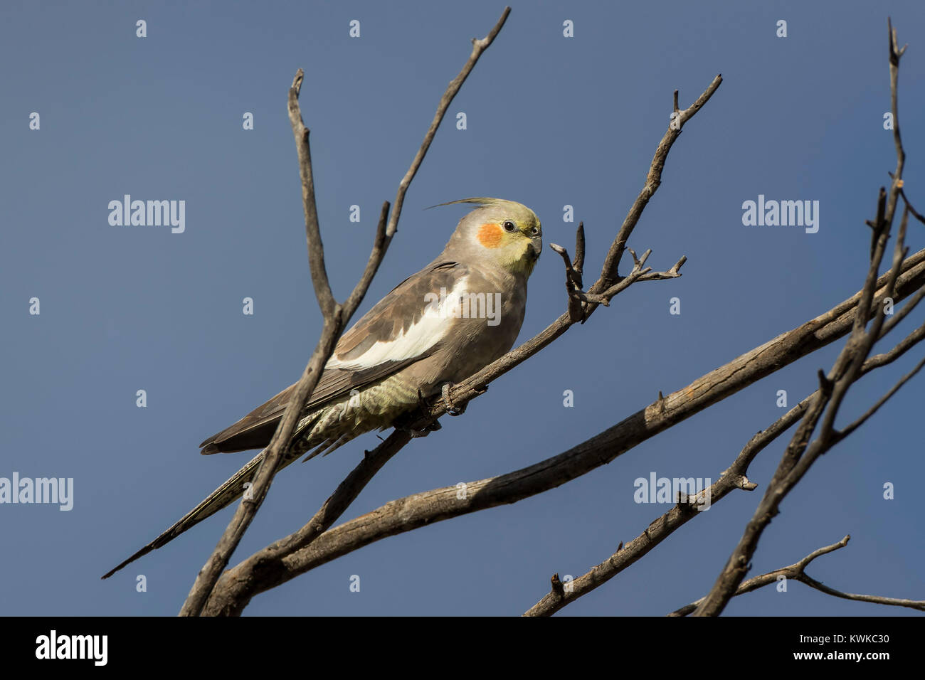 White nymphicus hollandicus hi-res stock photography and images - Alamy