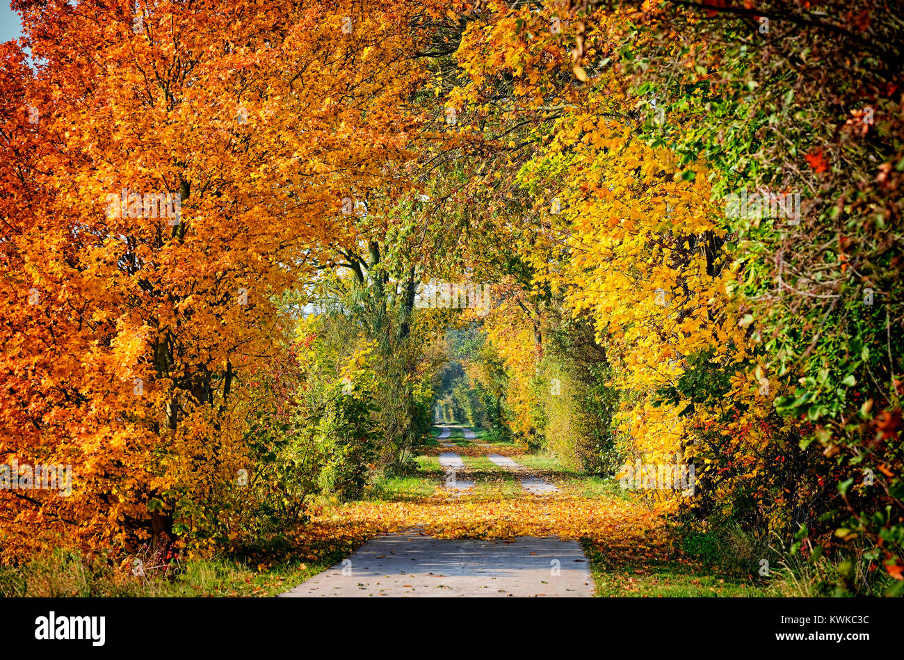 Autumnally coloured trees in the nature reserve Kirchwerder of Meadows, Hamburg, Germany, Europe, Herbstlich verf?rbte B?ume im Naturschutzgebiet Kirc Stock Photo