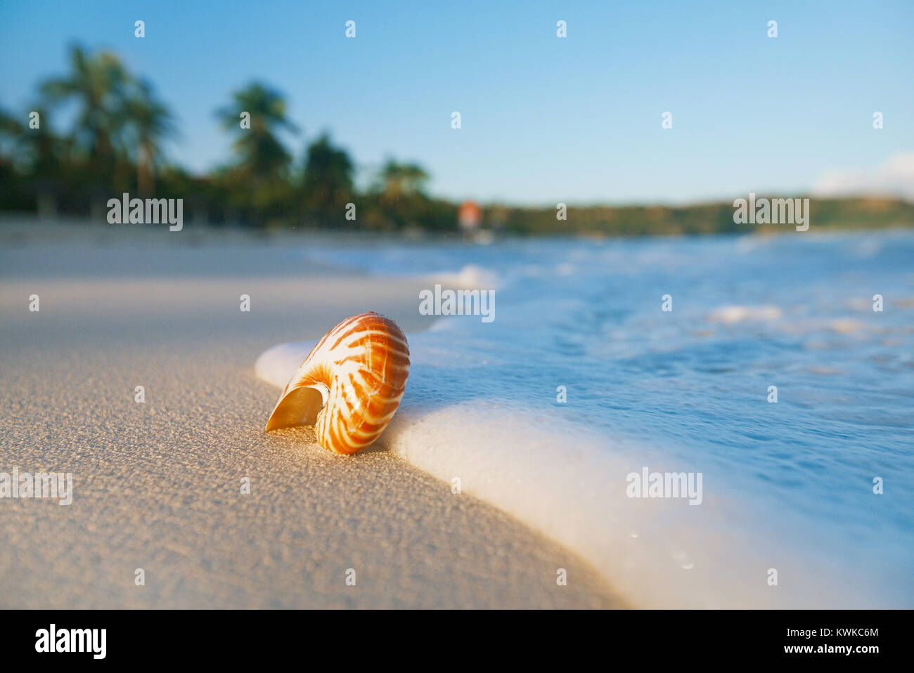 Sea shells in cuba hi-res stock photography and images - Alamy