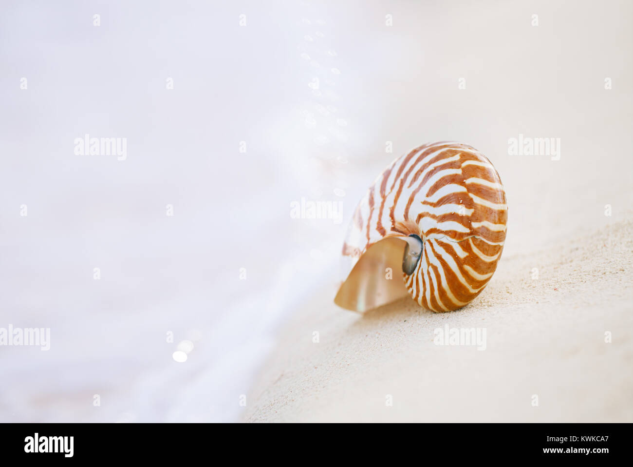 Nautilus shell on beach in hi-res stock photography and images - Alamy