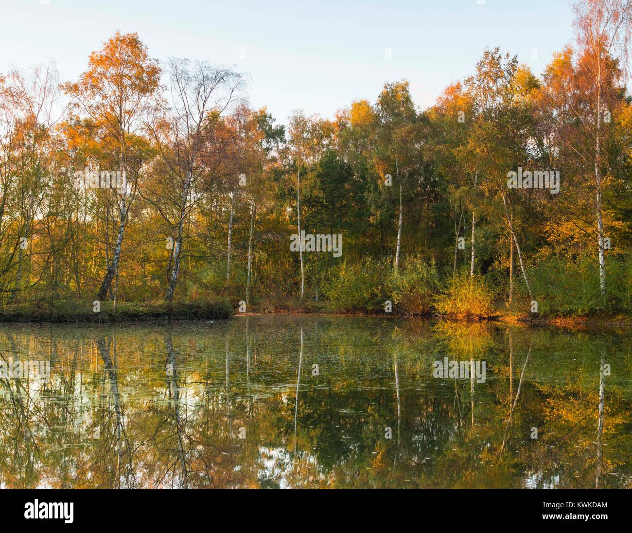 An image of trees reflecting in a pond, taken on a cold autumn morning near Bodymoor Heath, Tamworth, North Warwickshire, England, UK Stock Photo