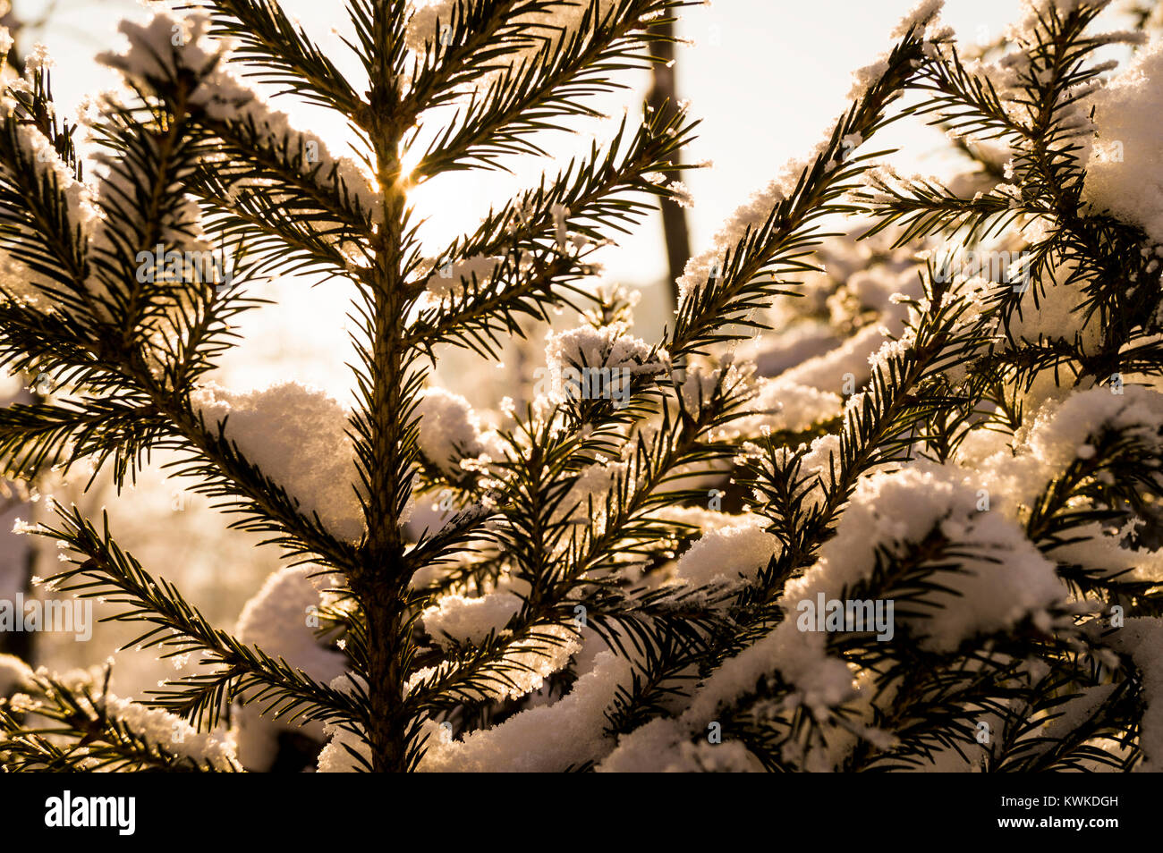 A fur-tree branch in the background of a forest covered with snow Stock Photo