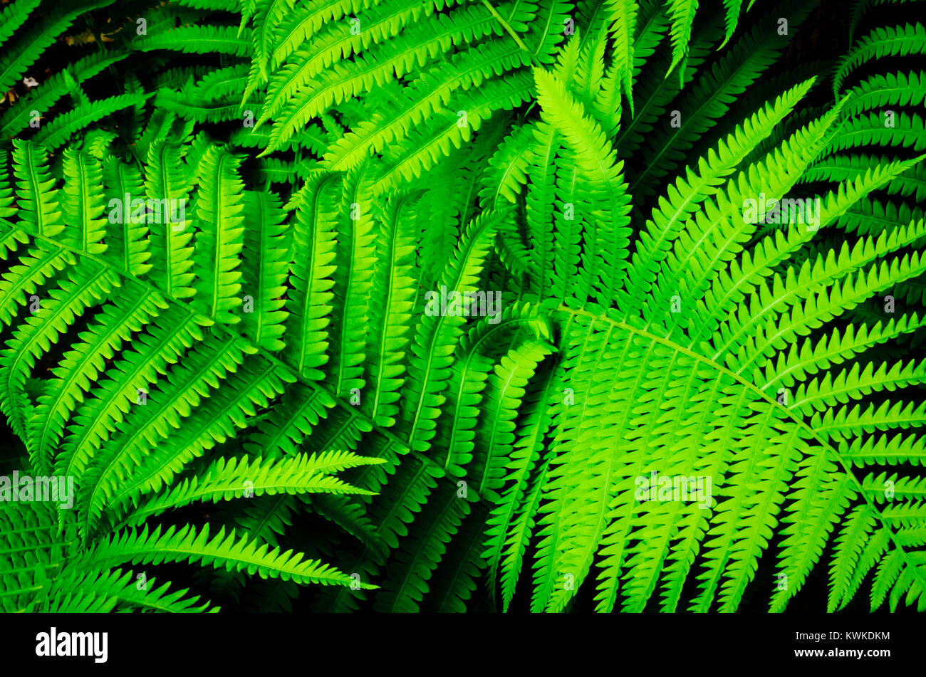 Detail of ferns in a backyard garden Stock Photo