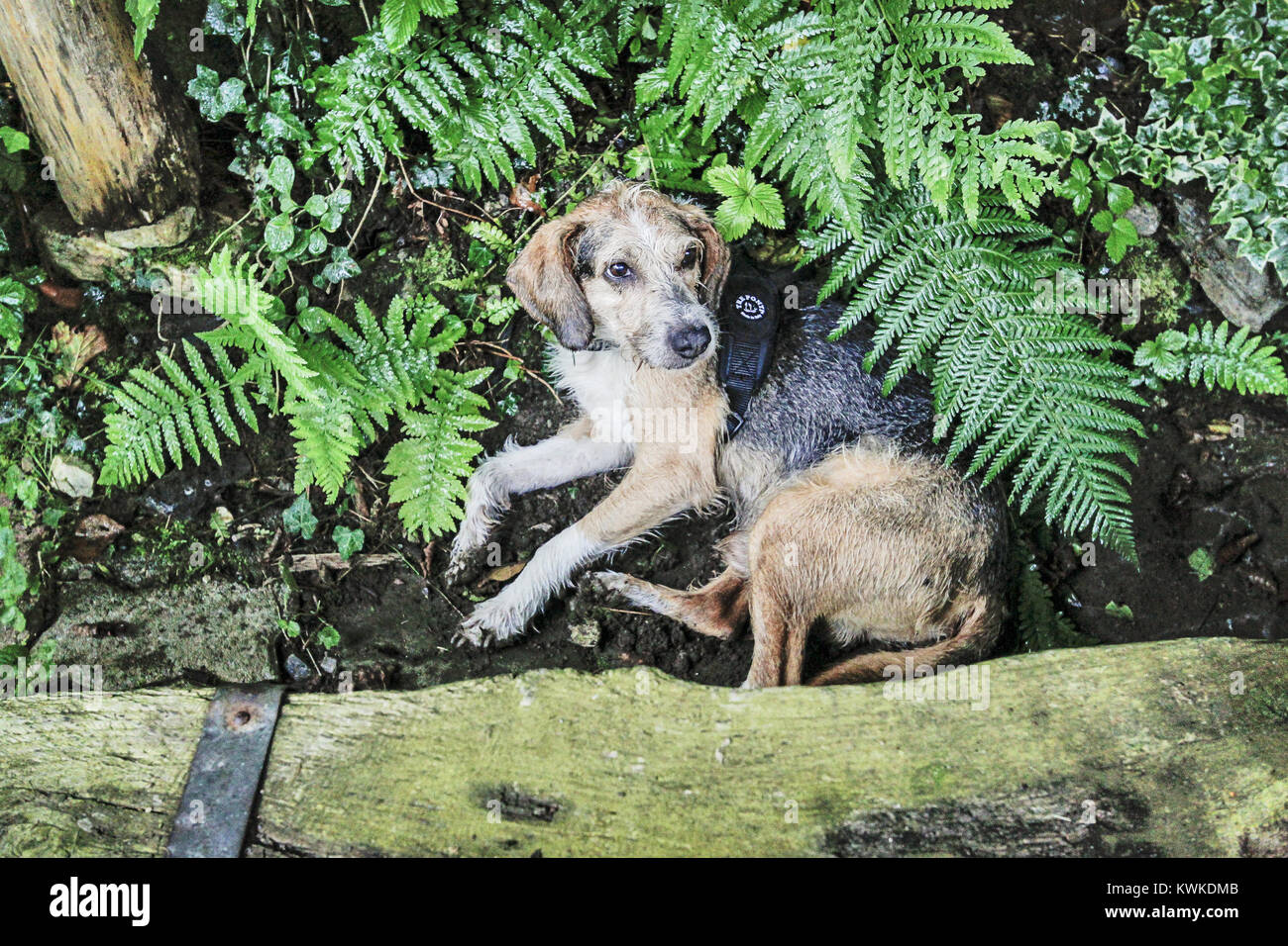 a dog in the woods Stock Photo - Alamy