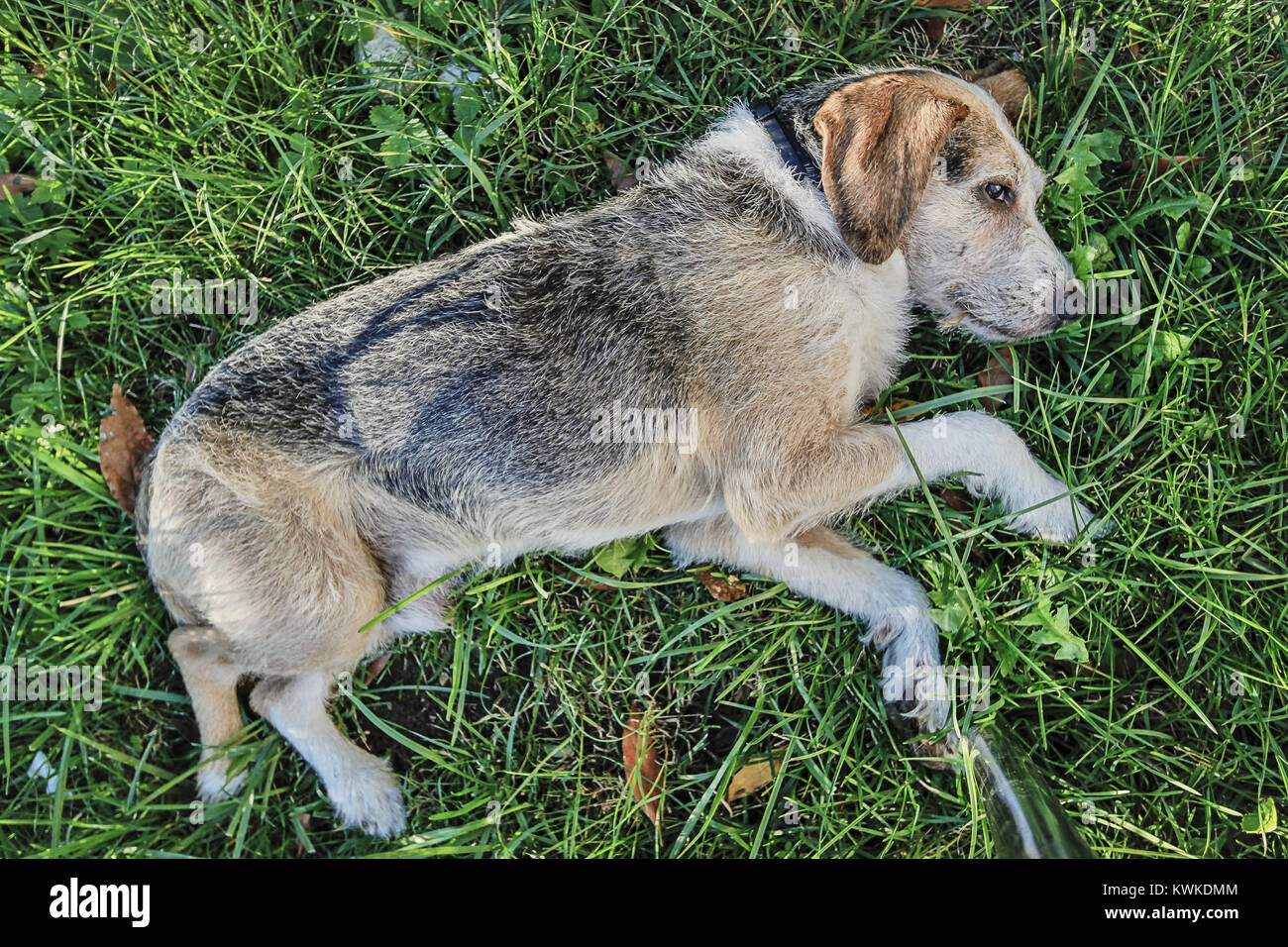 a dog in the meadow Stock Photo - Alamy