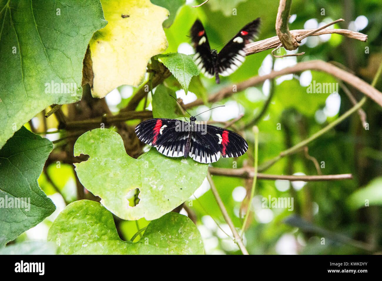 butterfly Stock Photo