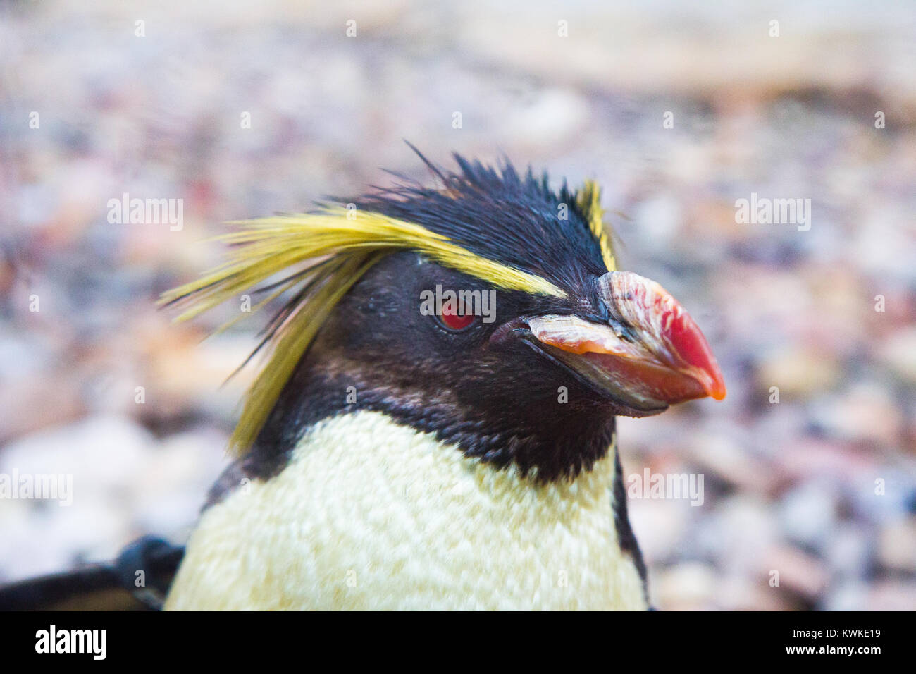 Penguin Stock Photo