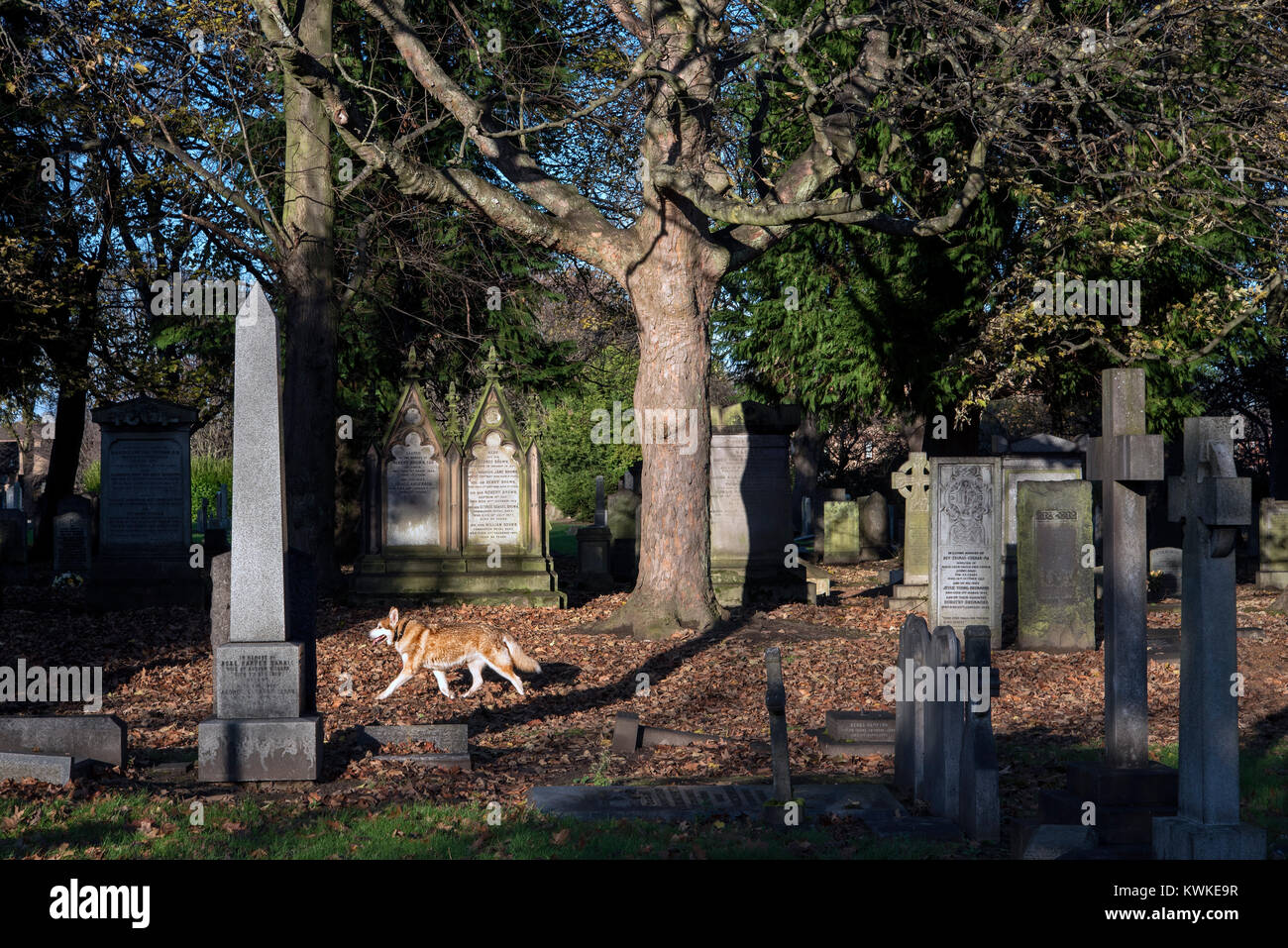 A dog walking through Warriston Cemetery in Edinburgh, Scotland, UK