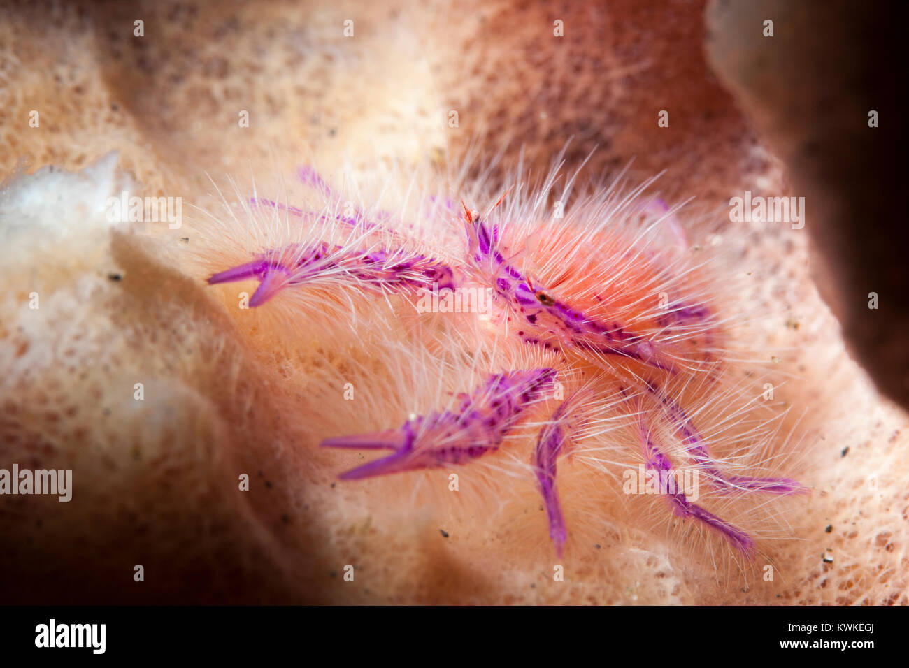 Pink Hairy Squat Lobster or Fairy Crab (Lauriea Siagiani Stock Photo