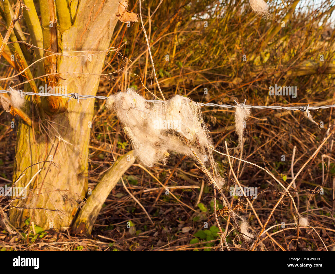 strands tuft of wool in country sheep caught on metal wire barbed wire; essex; england; uk Stock