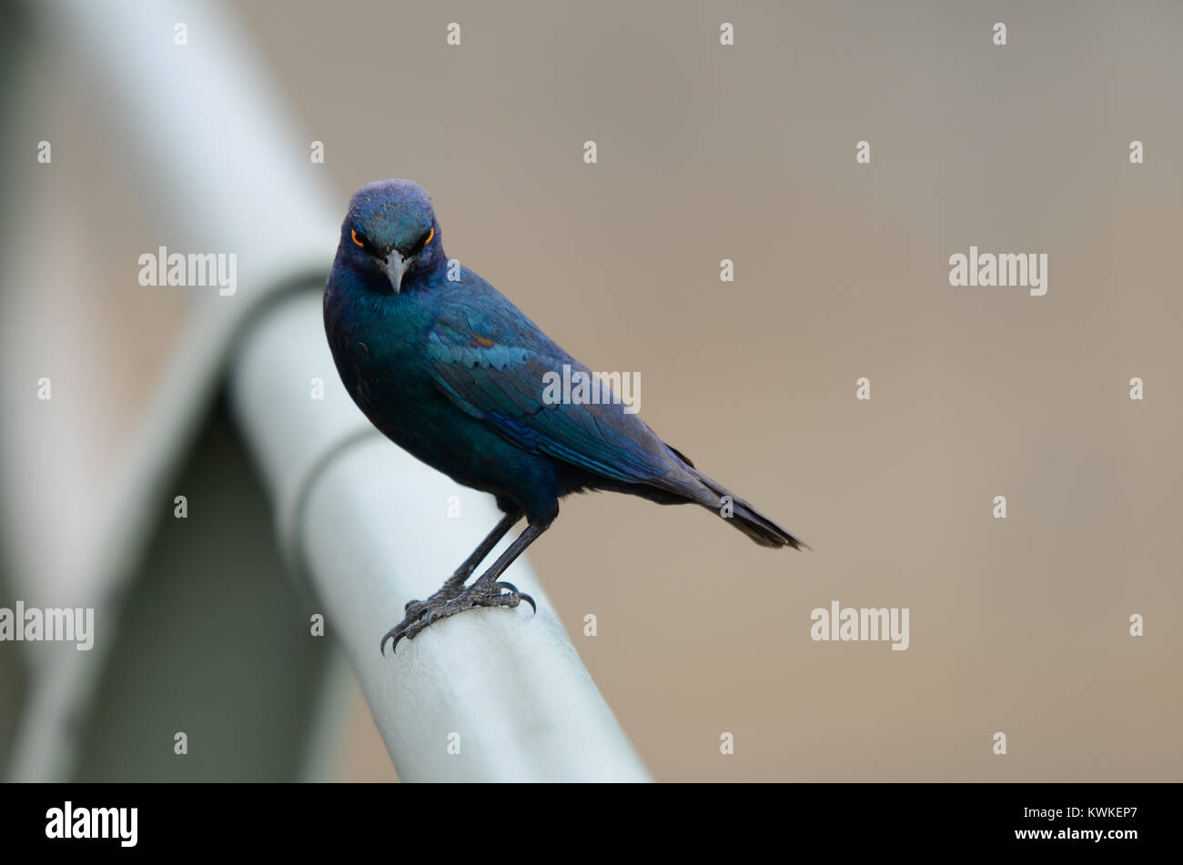 A Glossy Starling bird stares intently at the camera with a fierce look. The bird sits on a railing with its head turned directly towards the camera. Stock Photo