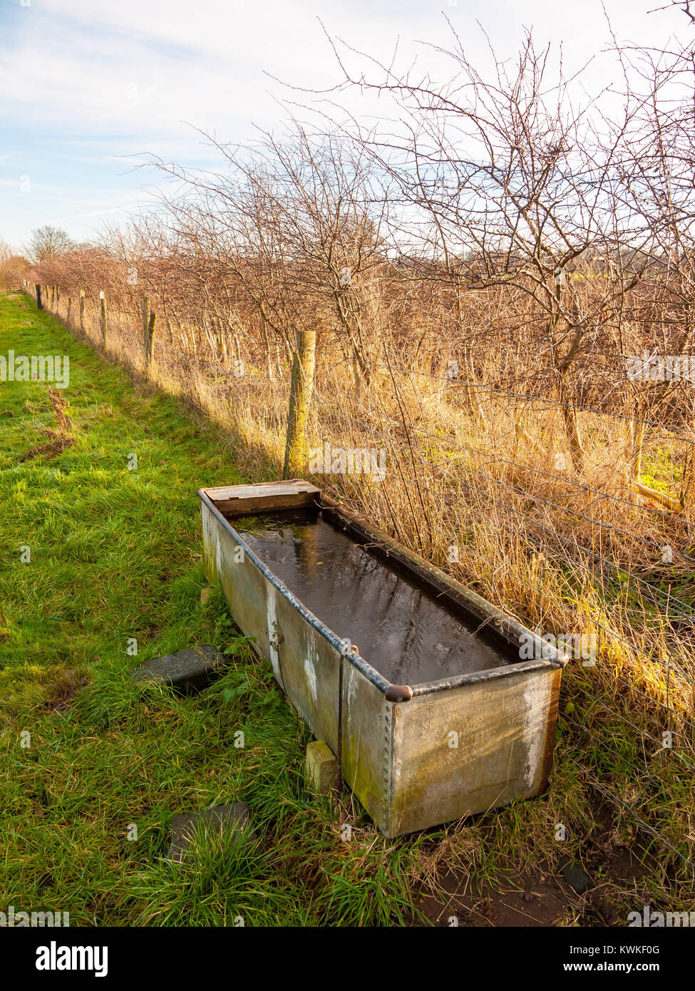 country feeding water trough cold wet farming agriculture; essex