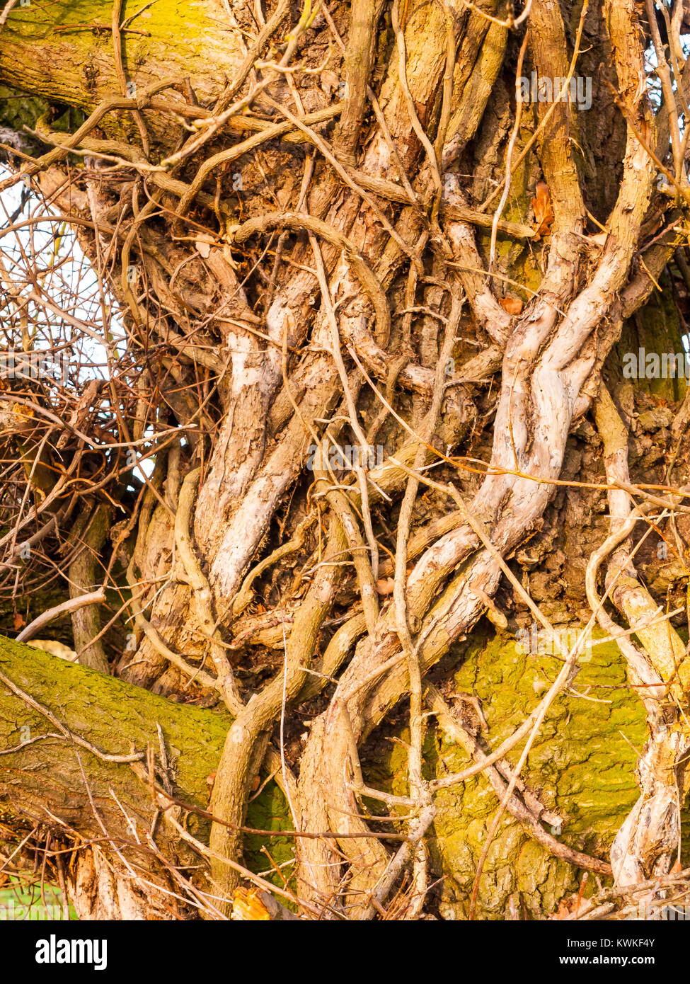 Tree Veins High Resolution Stock Photography and Images - Alamy