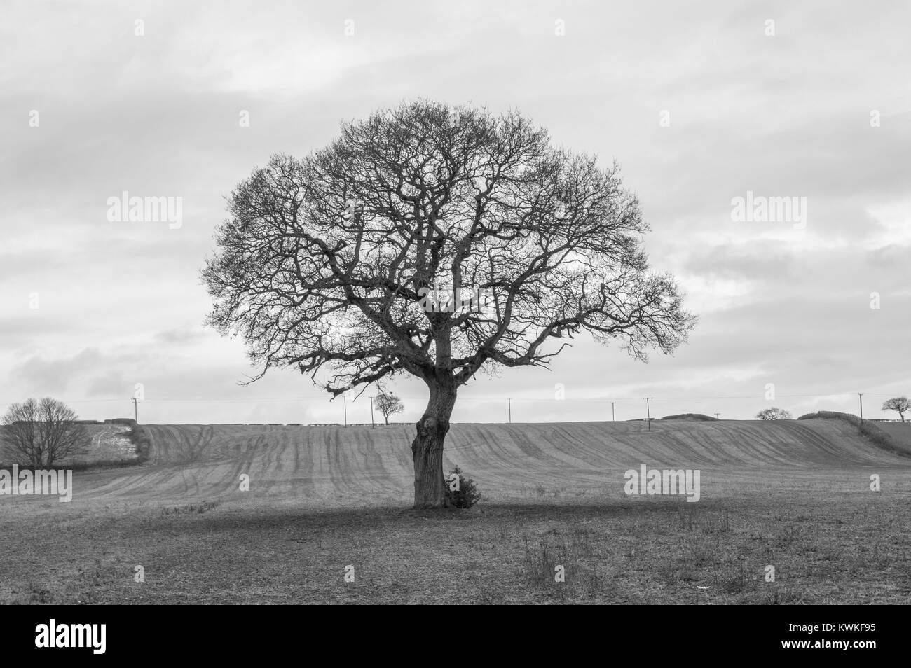 Lonely Tree Stock Photo