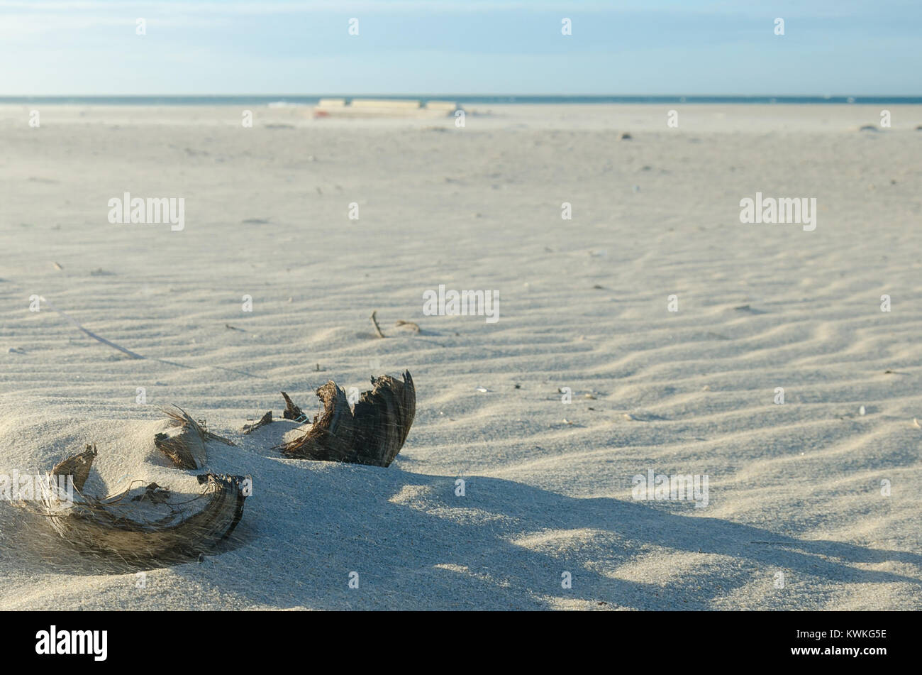 Dried coconut splitted in two over the beach sand Stock Photo Alamy