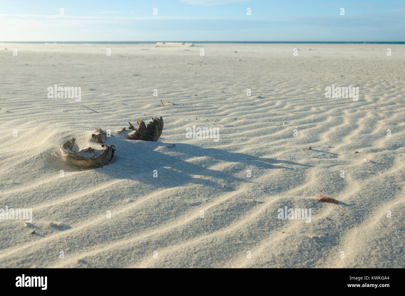 Dried coconut splitted in two over the beach sand Stock Photo Alamy