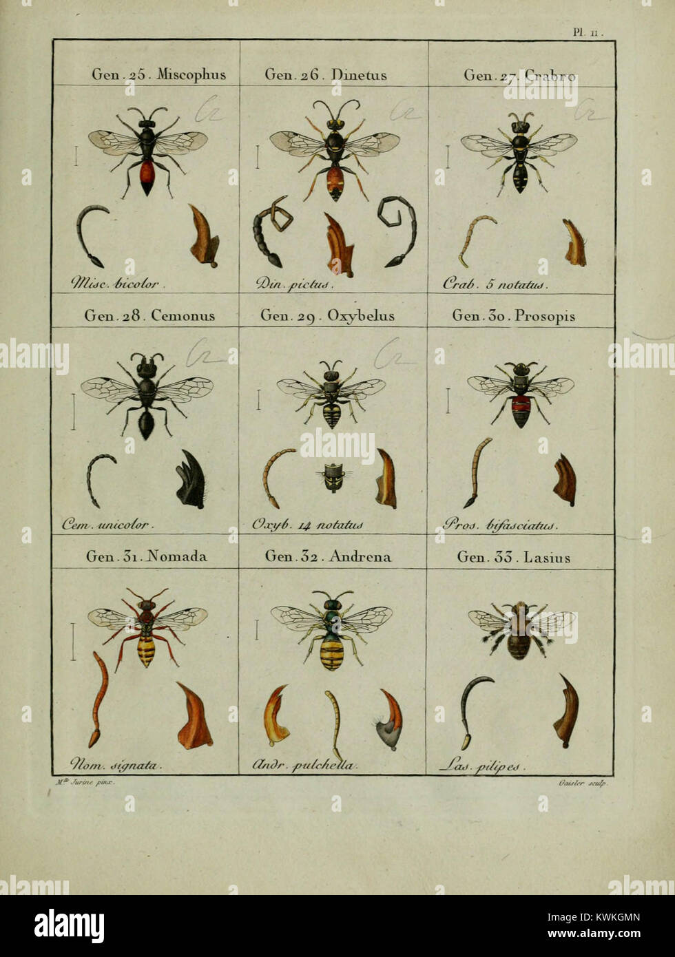 What Classifies An Insect Classifying insect species hi-res stock photography and images - Alamy