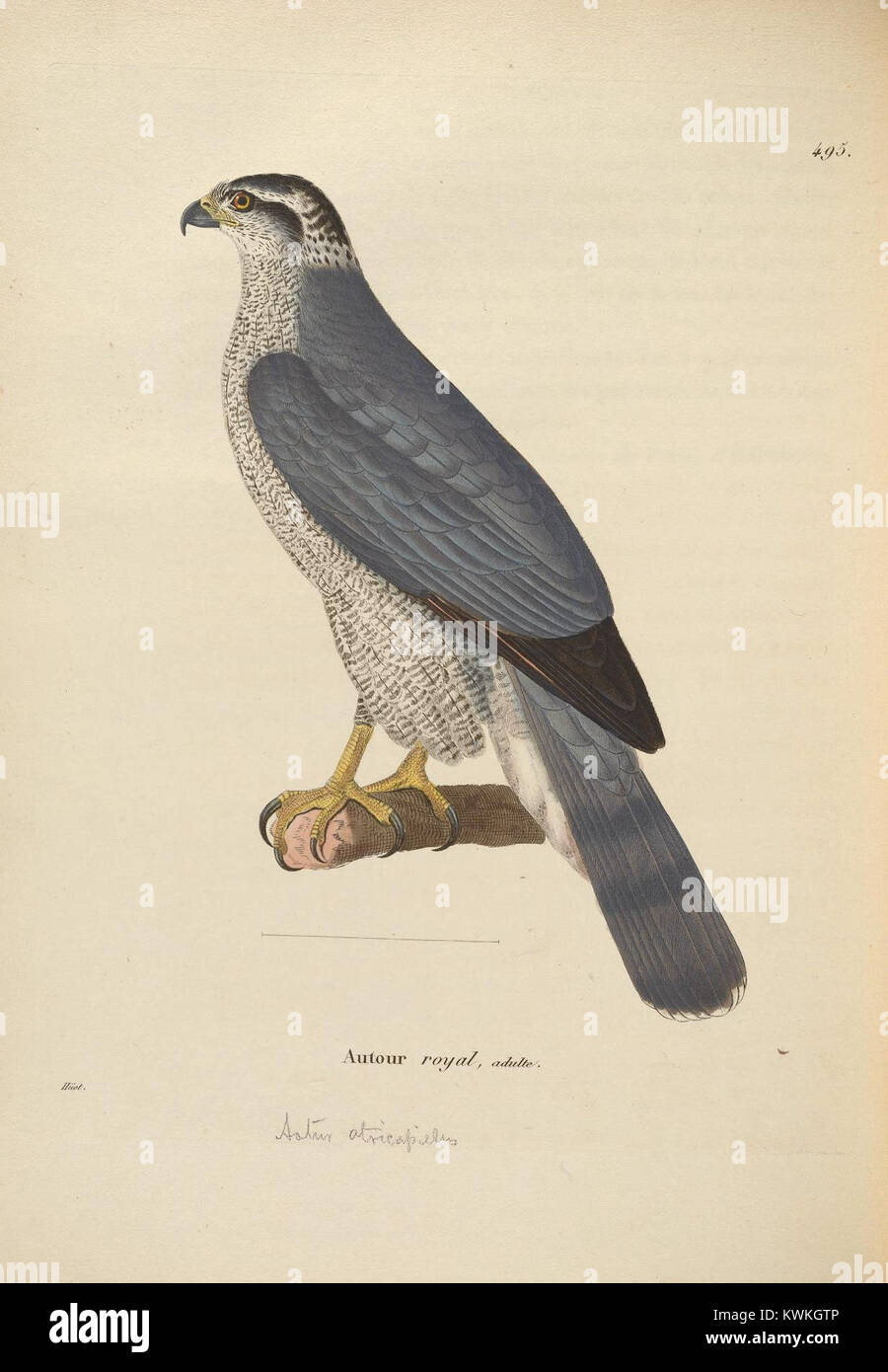 Oiseaux 1) Condor  2) Grand Duc d ' Europe  planche N° 1 main image 1