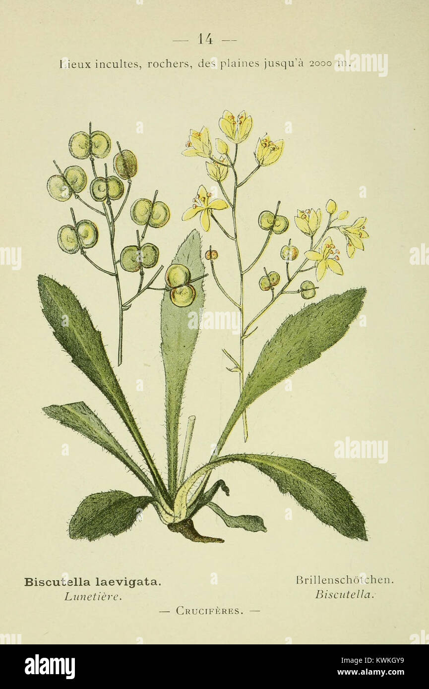 Flora research reference hi-res stock photography and images - Alamy