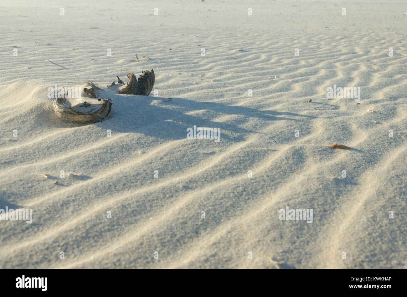 Dried coconut splitted in two over the beach sand Stock Photo Alamy