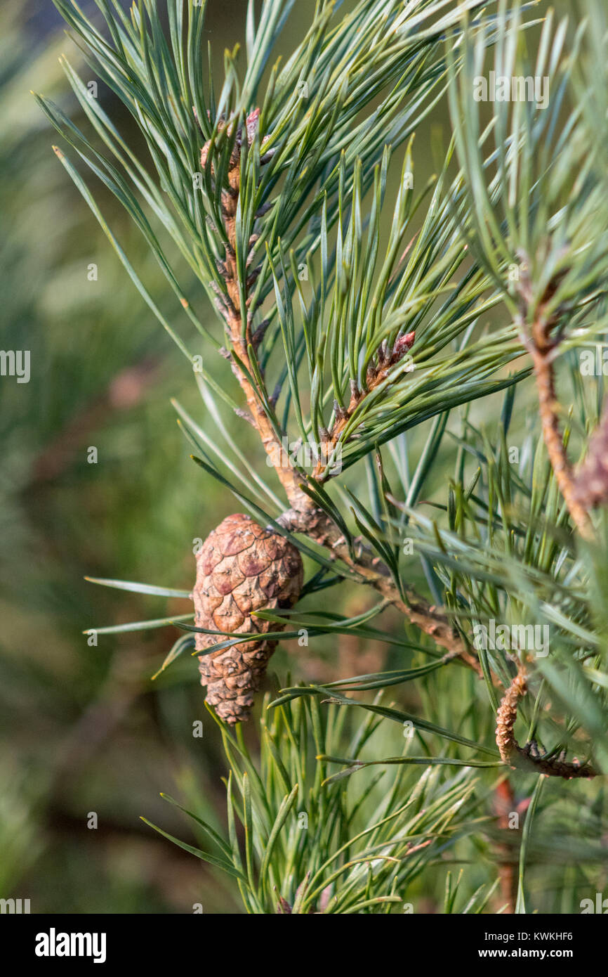 Scots Pine And Cone Stock Photo