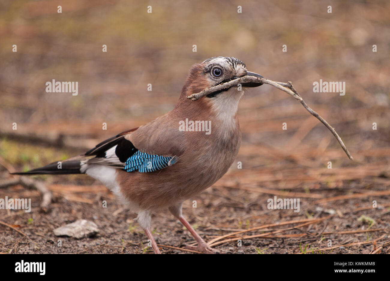 Close-up of a jay hauling material for the nest Stock Photo