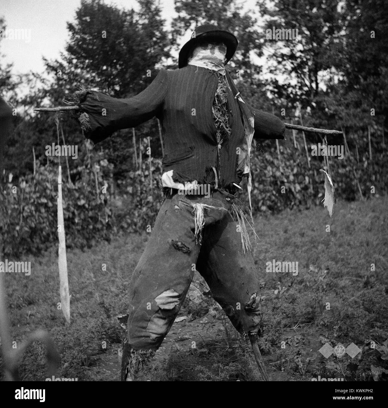 Strašilo' ob koruzni njivi- 'koruzni mož'- 'koruznik', Male Kumpole 1950  Stock Photo - Alamy