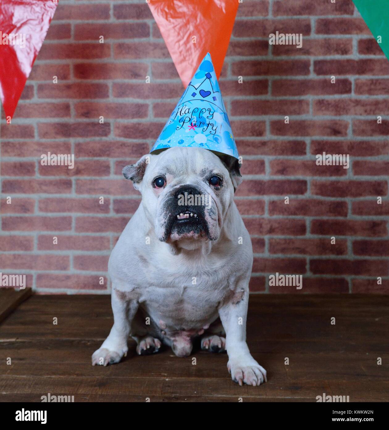 Portrait of French bulldog angry on his birthday Stock Photo - Alamy