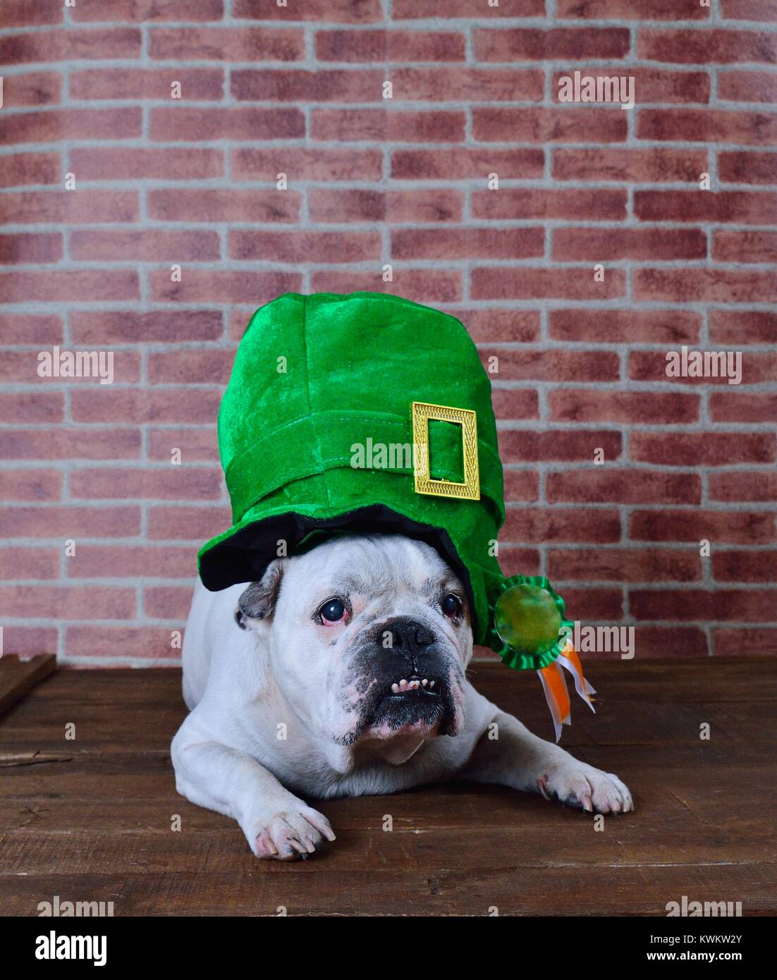 Portrait of French bulldog angry with a Saint Patrick cap Stock Photo ...