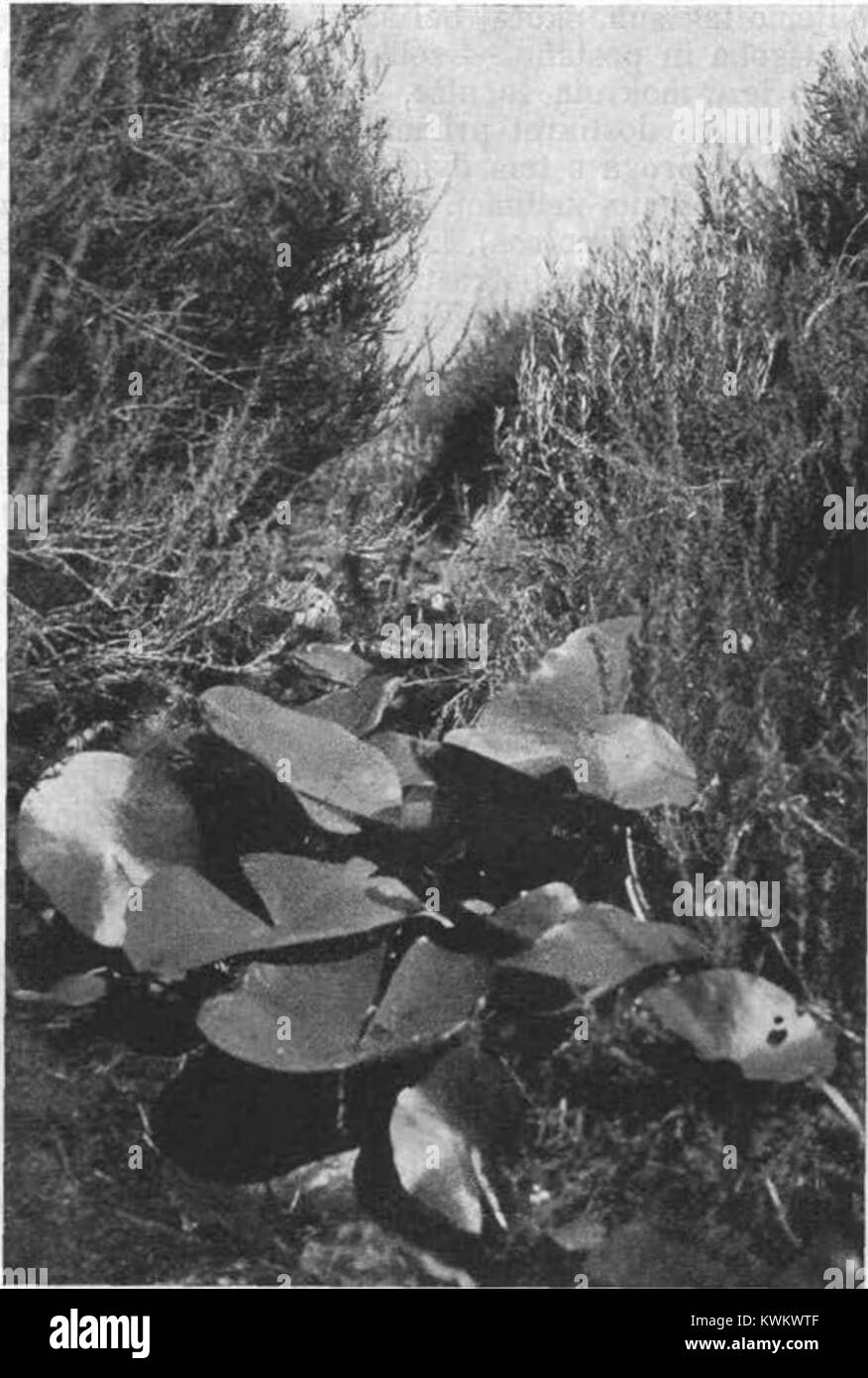 Jarek vkopan v šotno levo in spredaj vres plast. Spredaj na dnu lokvanj (Castalia alba), (Galluna vulgaris); desno zadaj zgoraj pa (Andromeda polifolia). 1943 Stock Photo