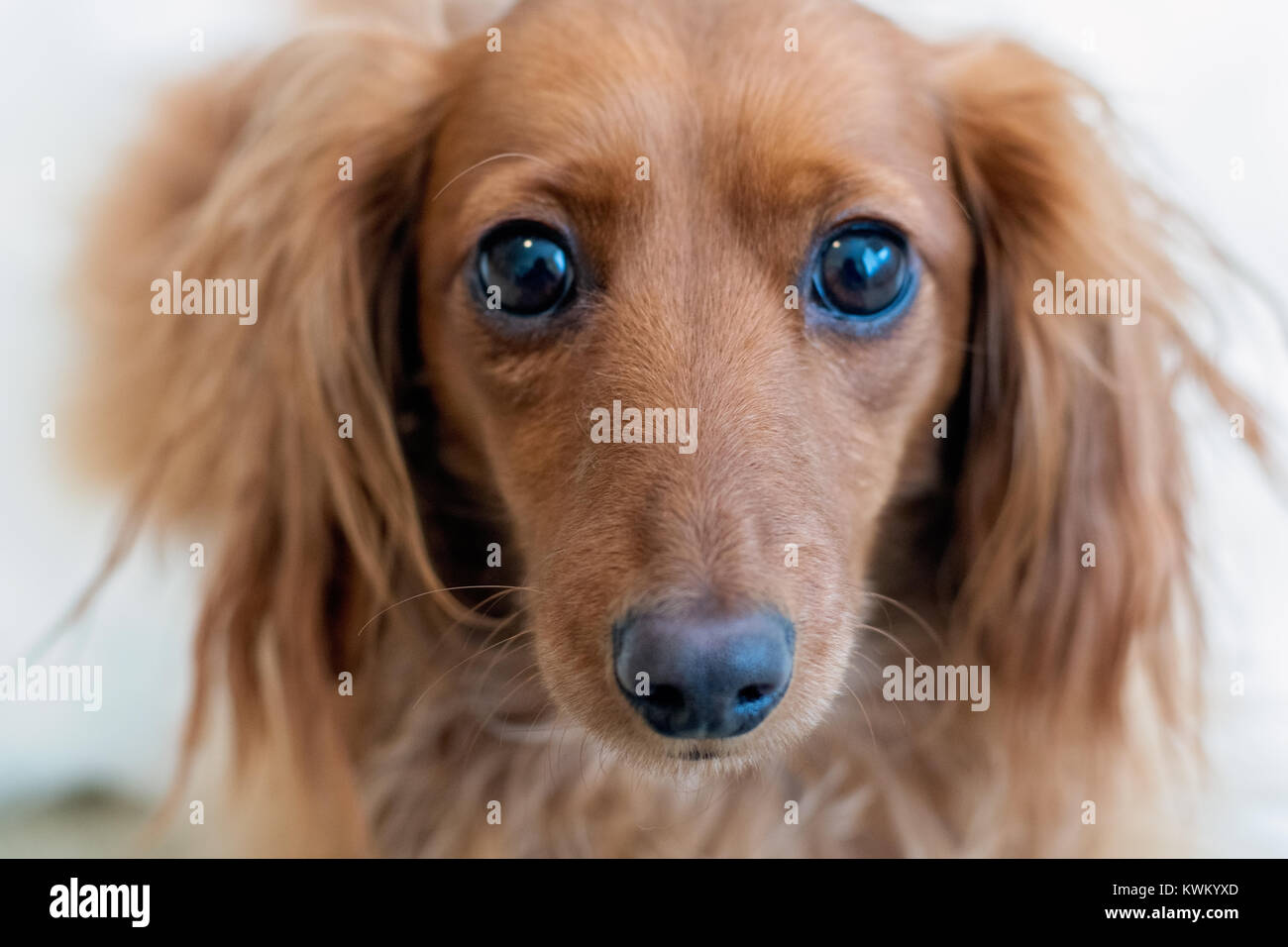 Close-up of adorable face of long-haired miniature dachshund looking directly at the camera. Stock Photo