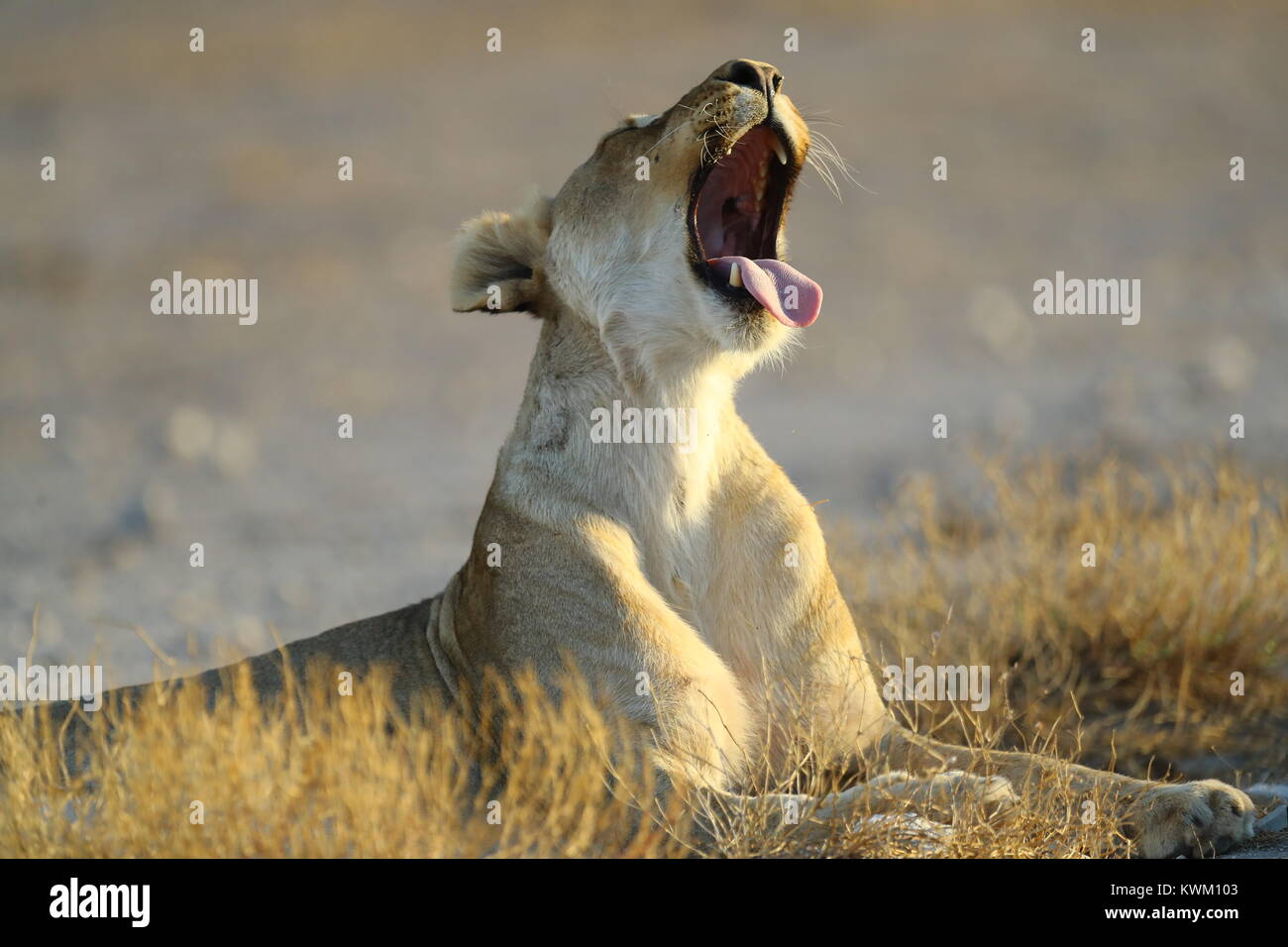 Lioness yawns near Namutoni camp in Etosha National Park Stock Photo