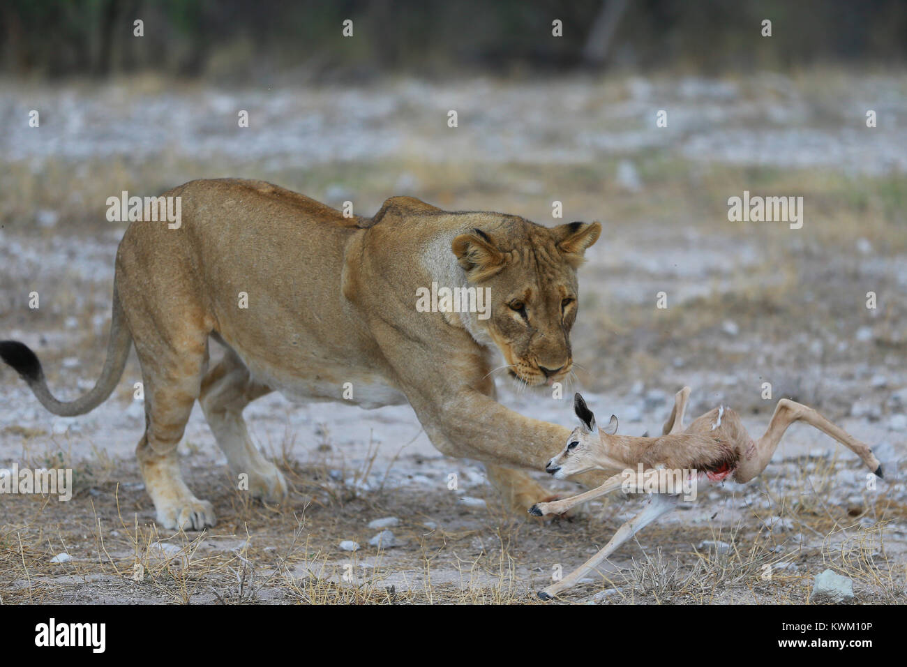 Lioness captures springbok near Namutoni camp in Etosha National Park Stock Photo