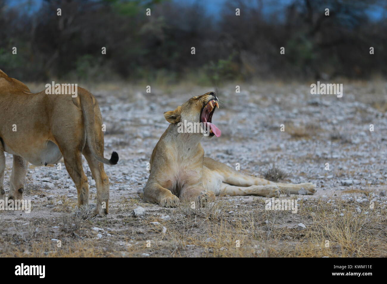 Lioness yawns near Namutoni camp in Etosha National Park Stock Photo