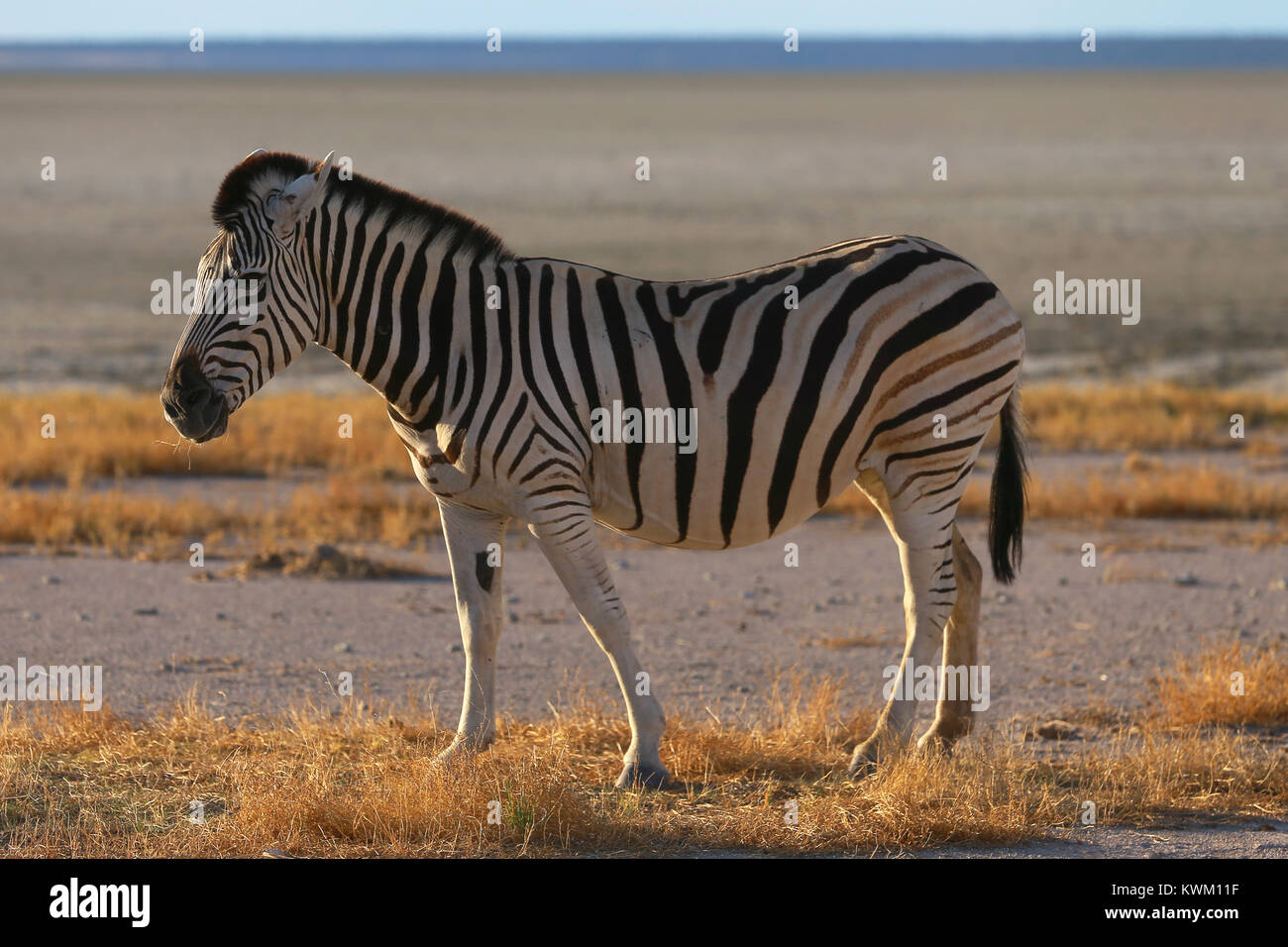 Zebra near Namutoni camp in Etosha National Park Stock Photo