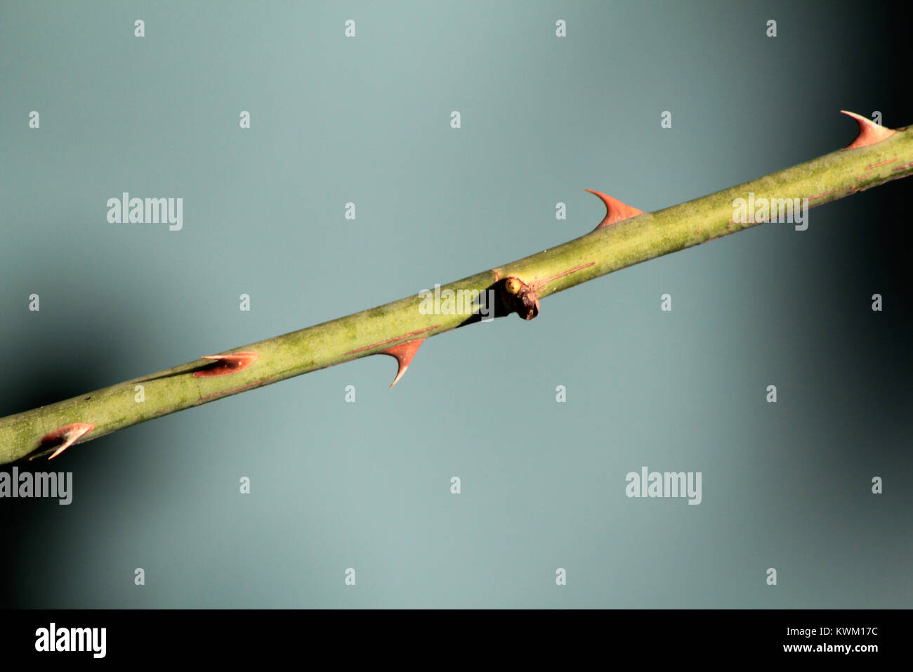 rose acules spine Stock Photo Alamy