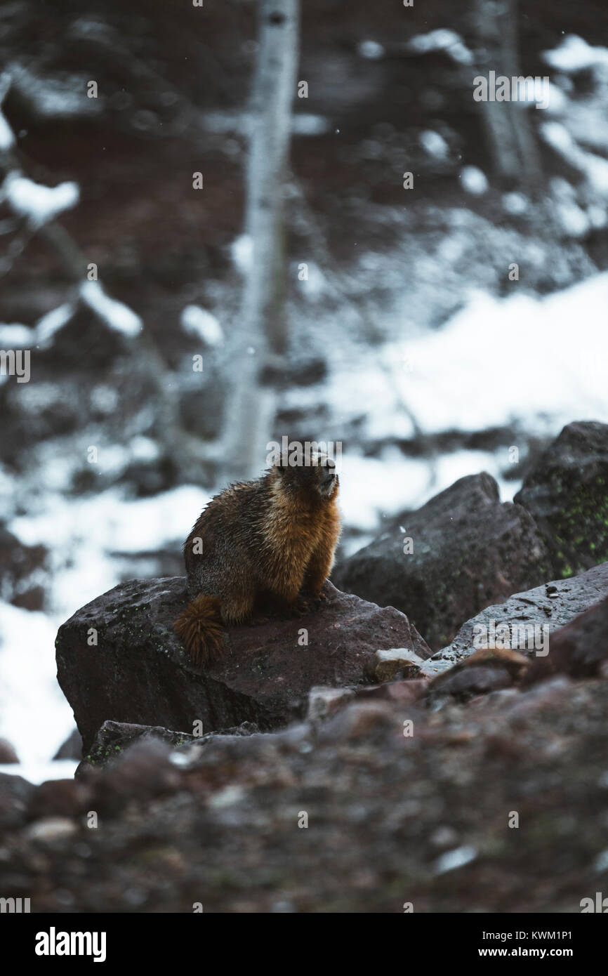 Closeup of beaver on rock during winter Stock Photo Alamy