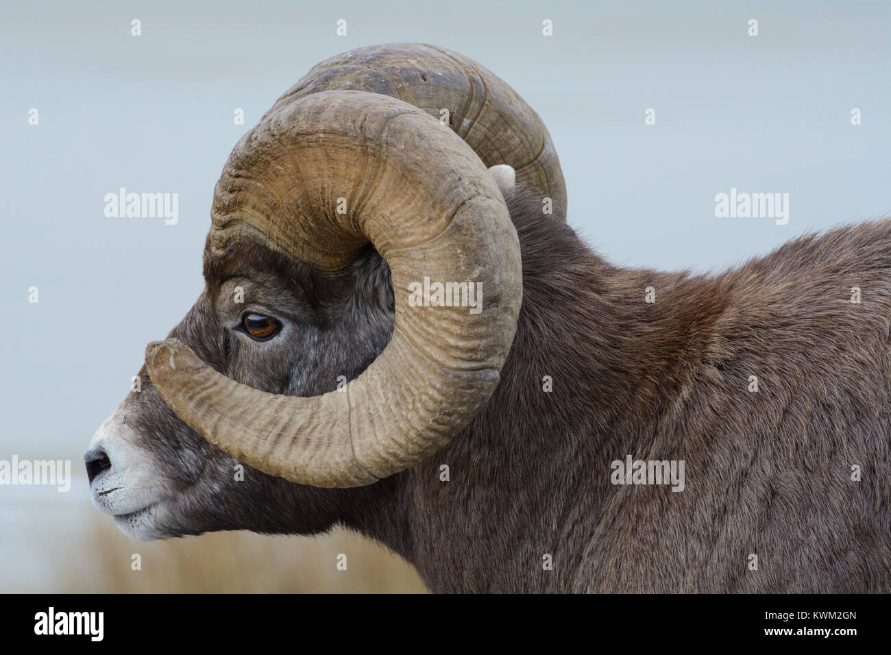Portrait of Rocky Mountain Bighorn Sheep Ram (Ovis canadensis) in ...