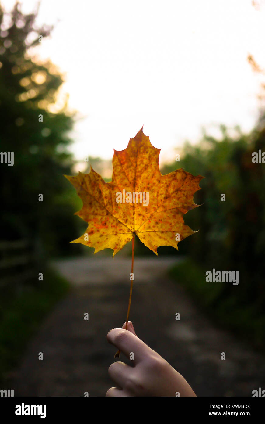 Cropped hand of woman holding maple leaf during autumn Stock Photo