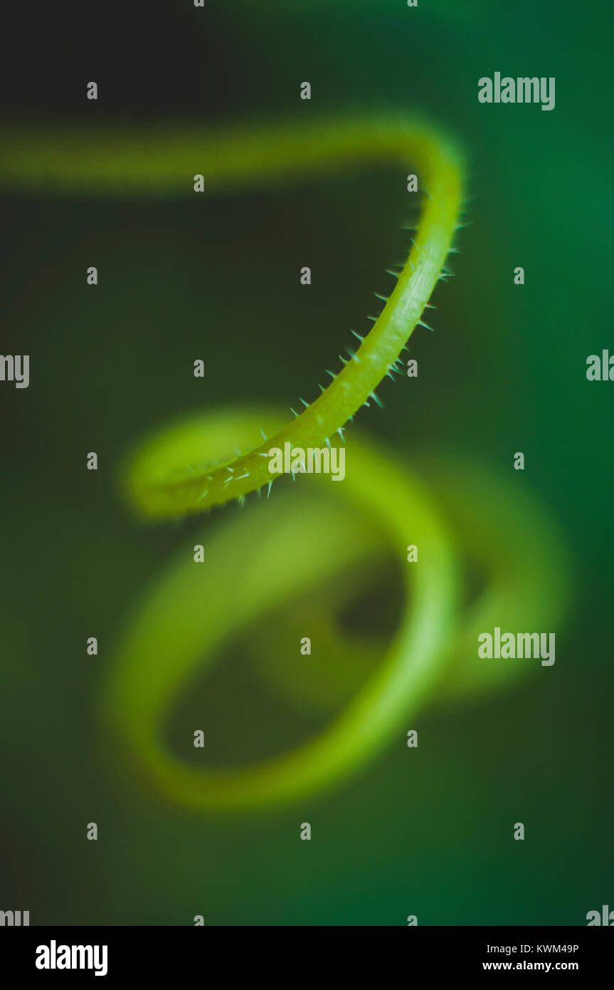 Close-up of spiral tendril Stock Photo