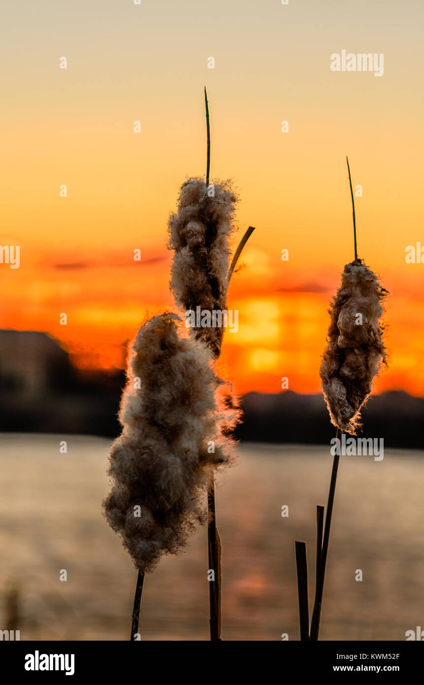 plant reeds against the background of a sunset and a beautiful orange ...
