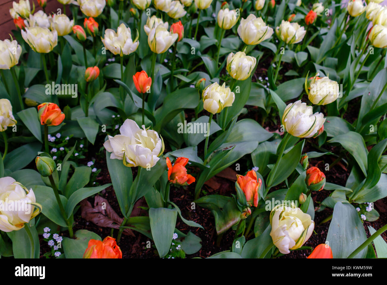 a view from above of many red and white tulips with long green leaves on a spring, summer day Stock Photo