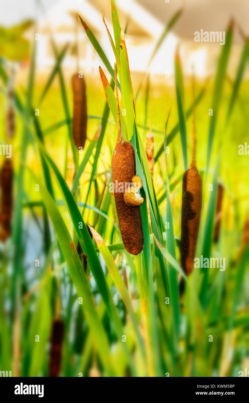Petals sunbeam hi-res stock photography and images - Alamy