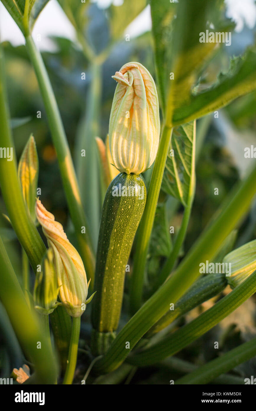 Closeup of squash blossom at vegetable garden Stock Photo Alamy