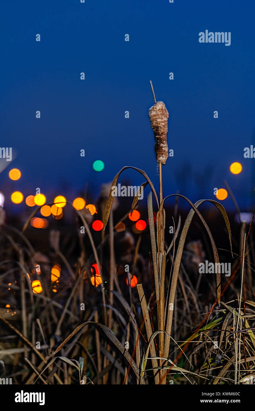 plant reeds against the background of a sunset and a beautiful orange blue sky, gray and green oblong leaves Stock Photo