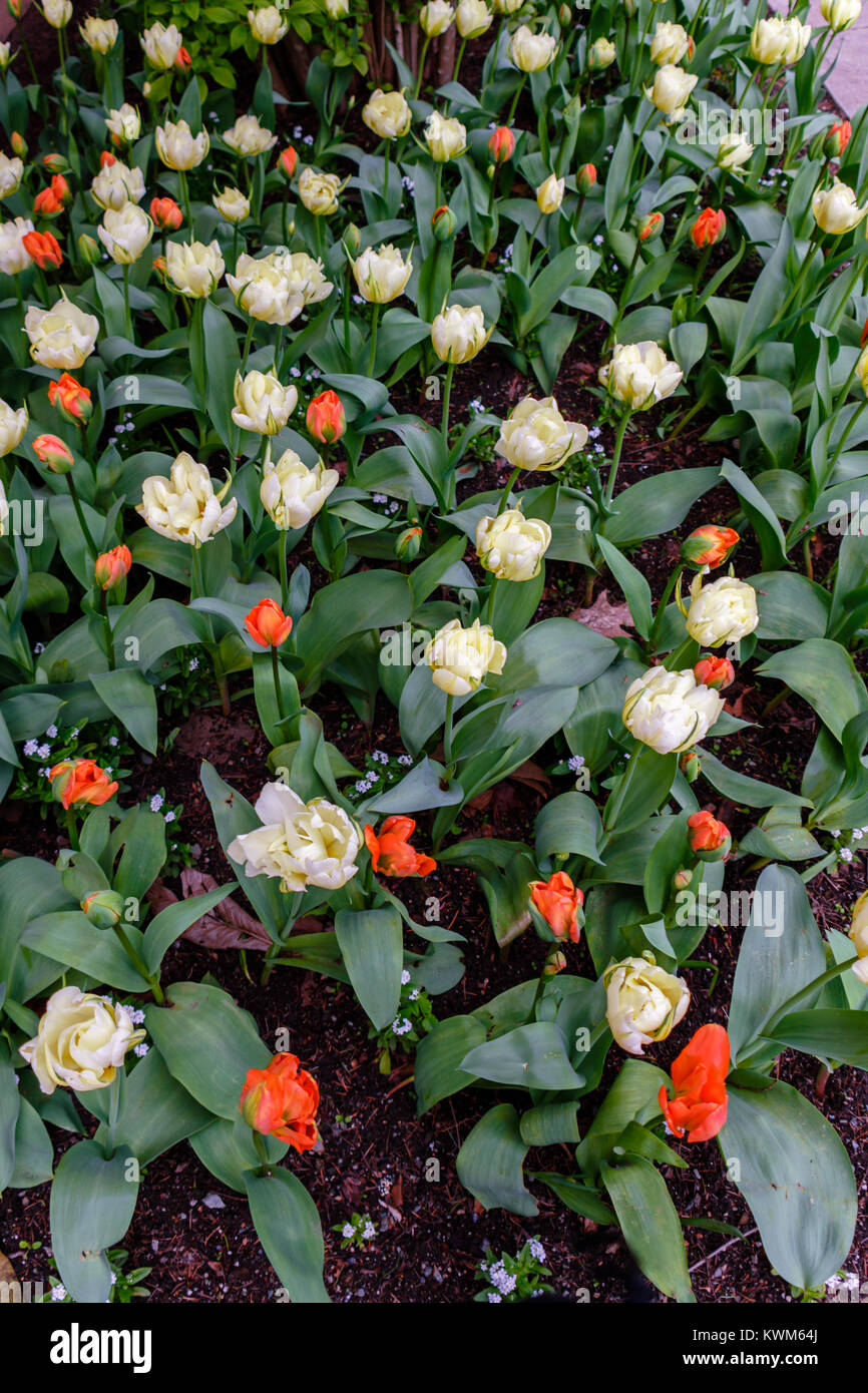 a view from above of many red and white tulips with long green leaves on a spring, summer day Stock Photo