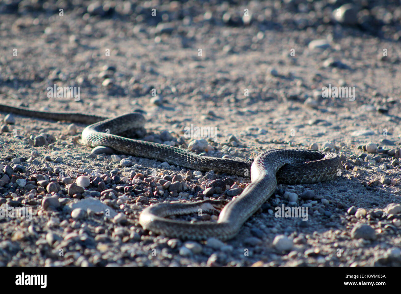 Dead snake hi-res stock photography and images - Page 2 - Alamy