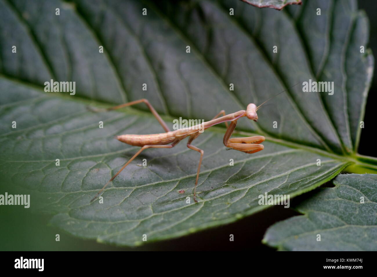 Juvenile Praying Mantis brown Stock Photo Alamy