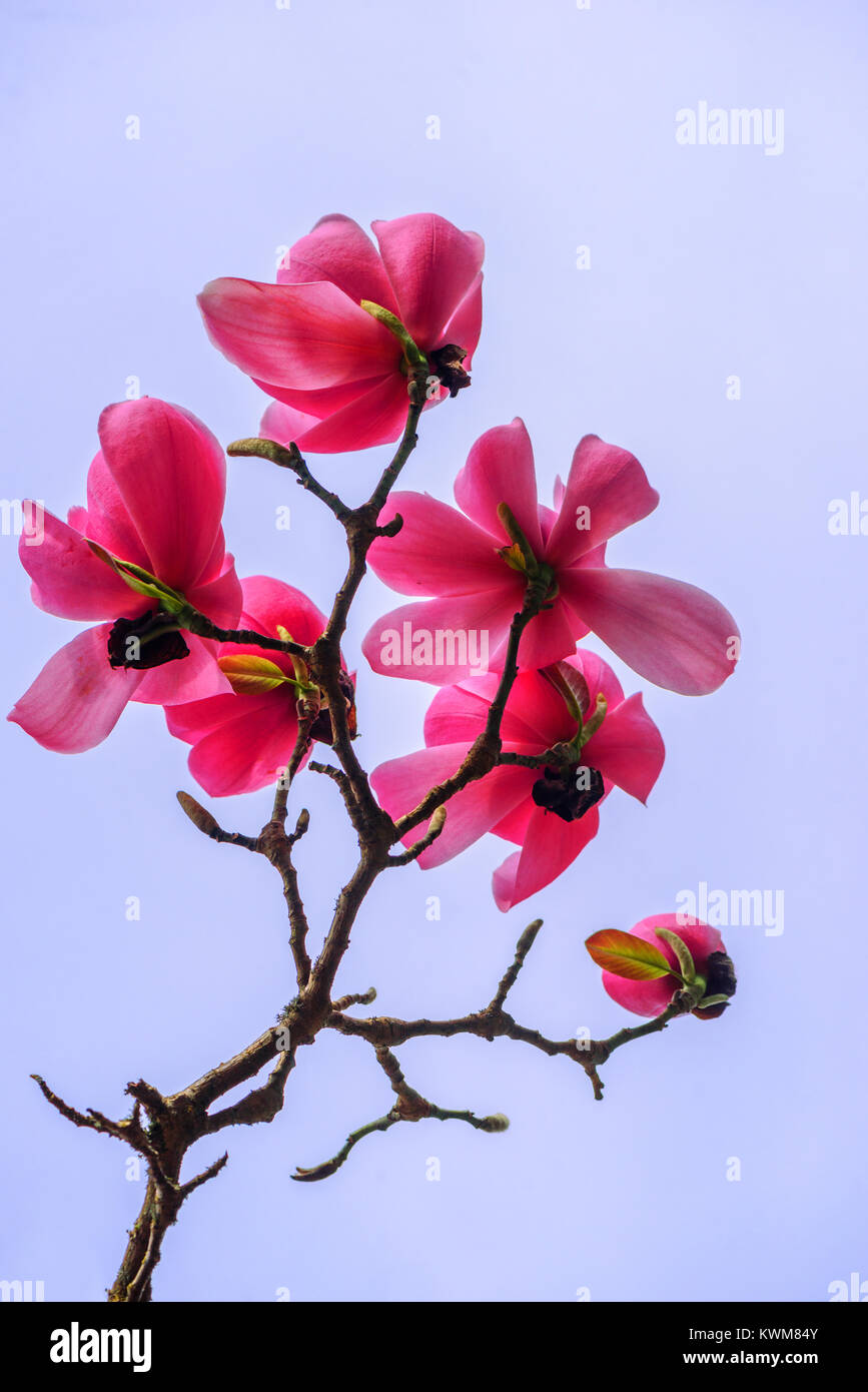 Gently pink magnolia flowers on a tree branch, lit by the daylight ...