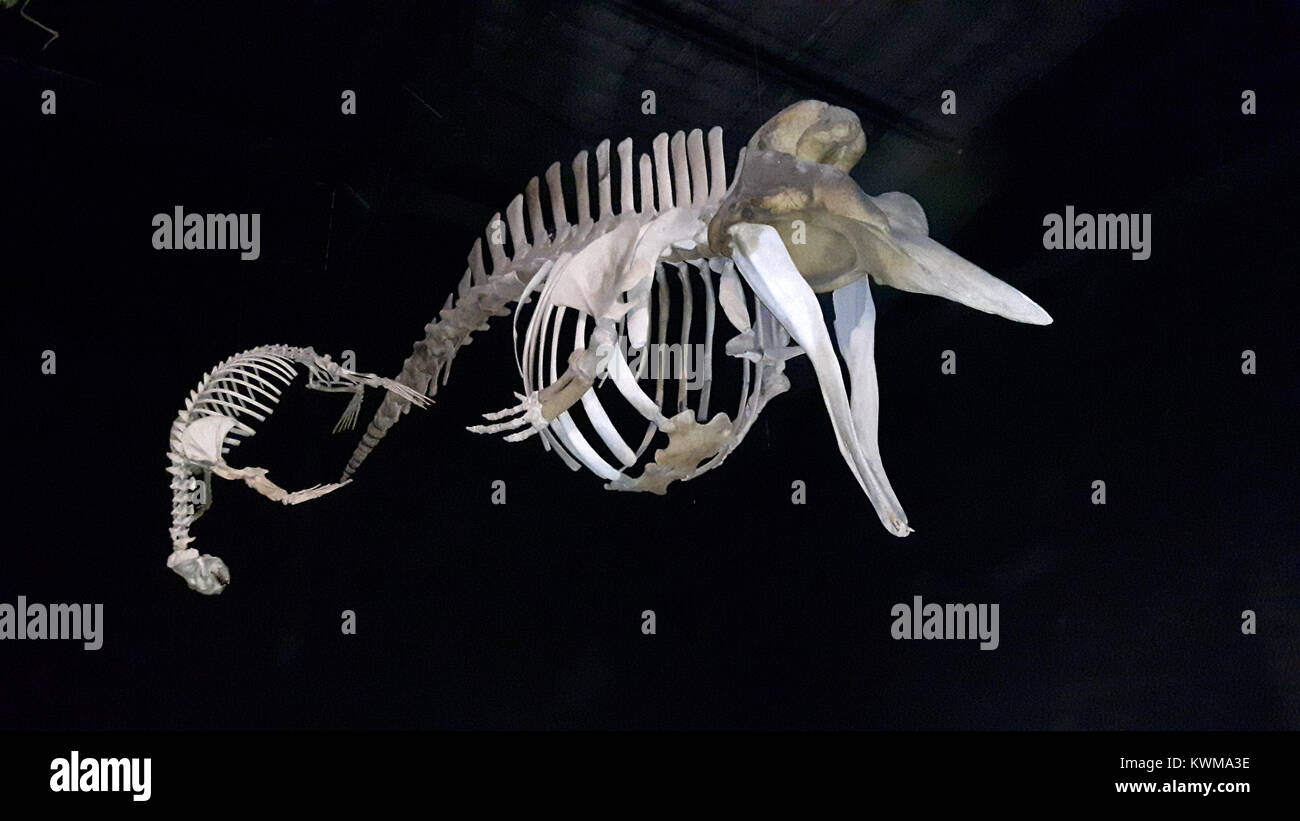 ichthyosaurus fossil paleontology Stock Photo